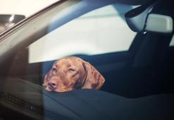 Arabanın içinde kilitli kalmış bir köpek gördüğünüzde ne yapmalısınız?