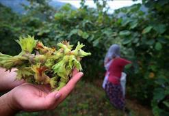 Son dakika: Fındık işçileri koronavirüs aşısı olmazsa bahçelere alınmayacak
