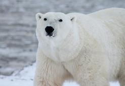 Kutup ayıları eriyen buzullardan zehirleniyor