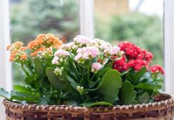 Kalanchoe çiçeği bakımı ve sulaması nasıl yapılır? Özellikleri nelerdir? Kalanchoe çiçeği hikayesi nedir?