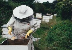 Tarım ilaçları tahmin edilenden daha fazla arı öldürüyor