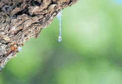 Siz Çeşme'yi sadece turizm cenneti mi bilirdiniz? Çeşme'den artık sakız damlıyor