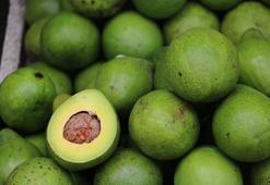 Avokado neden günlük diyet planınızın bir parçası olmalı?