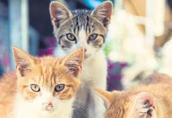 Hayvanlar artık mal değil can