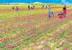 9 bin 400 yıldır tarımın kalbi bu topraklarda atıyor