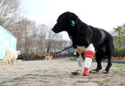 Bacağını kaybeden köpek Jack'e 3D yazıcıdan protez yaptılar