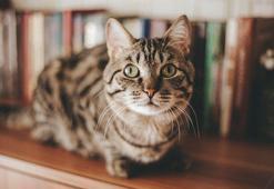 Sahiplenmeden önce iyice düşünün! Kedi sahiplerinin yaptığı 8 hata