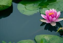 Kirli suların temiz çiçeği: Lotus