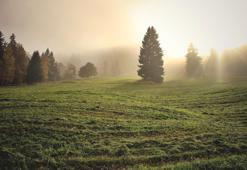 Ağaçlar ayakta ölür