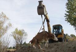 Düşen ineği kurtarmak için 5 kilometre yol açtılar