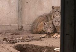 Yaban hayvanları Kars'ta şifa buluyor
