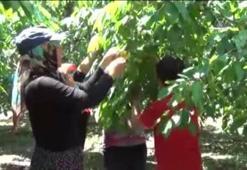 Beyaz kiraz hasadı başladı