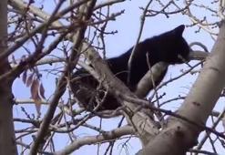 Kedi kurtarma böyle mi olur