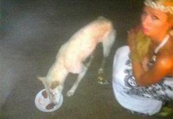 Köpeğe 143 TL'lik biftek!