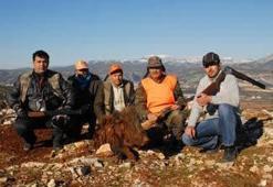 Domuzlar şehre indi, av için izin çıktı