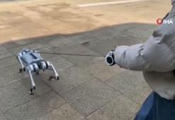 Yürüyüşe çıkan robot köpek görenleri şaşırttı
