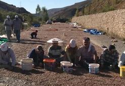 Fındıkta güneş göçü! Yüzlerce kilometre yol gidiyorlar