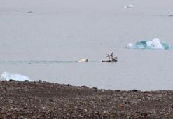 Kutup ayıları timsah gibi avlanıyor