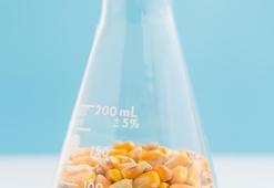 Dans eden mısırlar deneyi