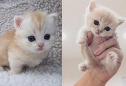 Bilim insanları kedi videoları izleyecek gönüllüler arıyor