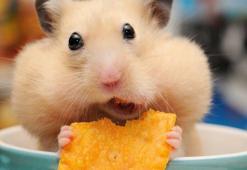 Bilim insanlarına göre hayvanlar aleminin en sağlam içicileri Hamster'lar