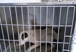 Sokağa salınan başıboş pitbull yakalandı