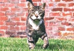 10 yıldır kayıp olan kedi evine geri döndü