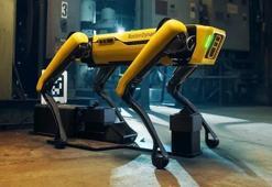 Robot köpek Spot, gerçek dünyaya daha iyi uyum sağlayacak