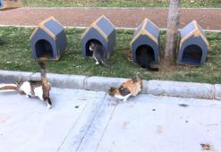 Zeytinburnu sahilindeki kediler artık üşümeyecek!