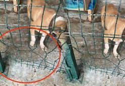 Pitbull vahşeti devam ediyor! Kafesi parçalayıp başka bir köpeği boğarak öldürdü