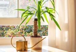 Yuka çiçeği bakımı ve sulaması nasıl yapılır? Özellikleri nelerdir? Yuka çiçeği hikayesi nedir?