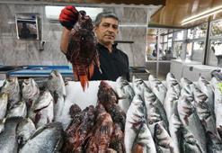Zehirli balık yok satıyor! Meraklısı çok! Kilosu 150 lira