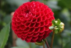 Yıldız çiçeği bakımı ve sulaması nasıl yapılır? Özellikleri nelerdir? Yıldız çiçeği hikayesi nedir?