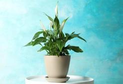 Yelken çiçeği bakımı ve sulaması nasıl yapılır? Özellikleri nelerdir? Yelken çiçeği hikayesi nedir?