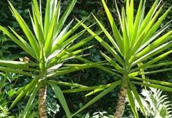 Yuka çiçeği bakımı ve sulaması nasıl yapılır? Özellikleri nelerdir? Yuka çiçeği hikayesi nedir?