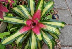 Utanç çiçeği bakımı ve sulaması nasıl yapılır? Özellikleri nelerdir? Utanç çiçeği hikayesi nedir?