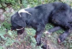 Yaralı köpek için 200 kilometre yol gitti