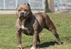 Pitbull beslemek yasak mı? Pitbull neden saldırır?