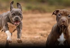 Pitbull neden saldırır? İtaatkar bir pitbull nasıl eğitilir?