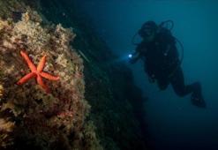 Kuşadası dalış turizminde yeniden hareketlendi