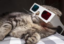 Kedi videolarındaki gizli tehlikeye dikkat!