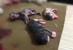 Ölen hamile kedinin karnını açtı, yavruları kurtardı