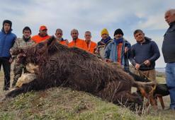 Avcı görünce dondu kaldı! 220 kiloluk domuz saldırdı