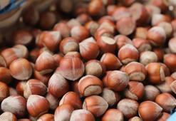 Giresun tombul fındığı artık Avrupa Birliği tescilli