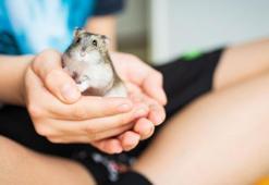 Hamsterlardan insanlara Kovid-19 virüsü bulaştı