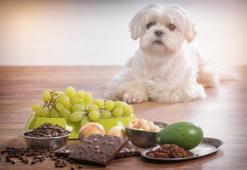 Köpeklere bunları sakın yedirmeyin!
