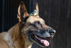 Malinois köpeği ve ırk özellikleri: Malinois köpeği nasıl eğitilir? Ne yer? Ne kadar yaşar?