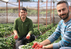 Kilosu 30 lira! Bir dönümden 150 bin TL kazanıyorlar