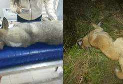 Bursa'da yürek yakan olay! 30 köpek zehirlendi...