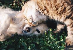 Bu bitkiler kedinizi ve köpeğinizi öldürebilir! İşte baharda köpekler ve kediler için tehlikeli olabilecek 7 bitki...